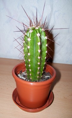 Cereus peruvianus 5.jpg