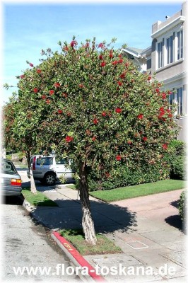 callistemon_citrinus_stamm_gross_-_digi.jpg