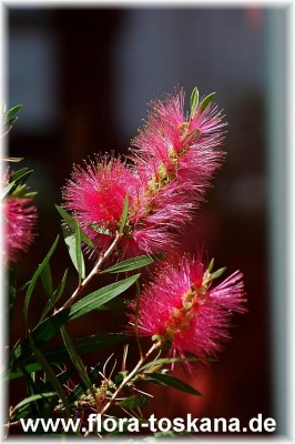 callistemon_citrinus_mauve_mist3_-_250305.jpg