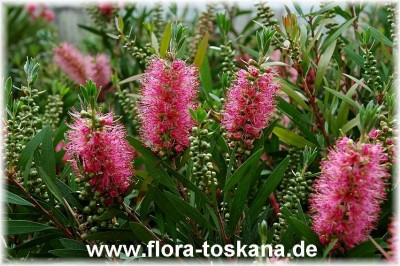 callistemon_citrinus__mauve_mist_5_-_digi.jpg