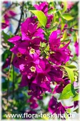 bougainvillea_glabra_blueten_-_dia.jpg