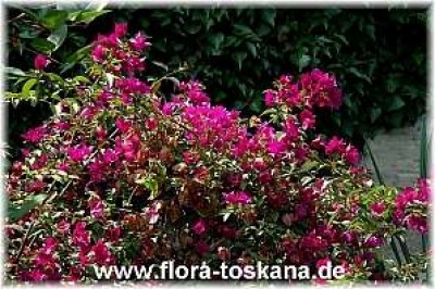 bougainvillea_glabra_260705.jpg