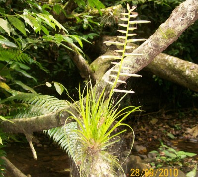 4. Unbekannte Bromeliacea G1.jpg