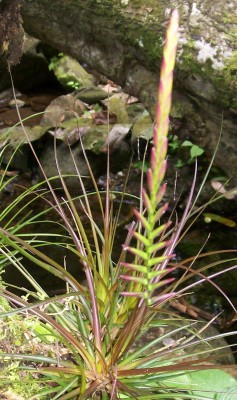 4. Unbekannte Bromeliacea B2.jpg