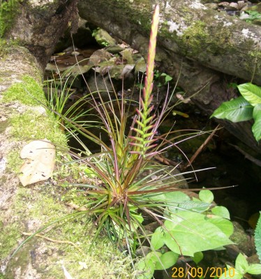 4. Unbekannte Bromeliacea B1.jpg