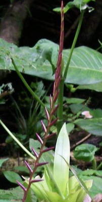 4. Unbekannte Bromeliacea A2.jpg