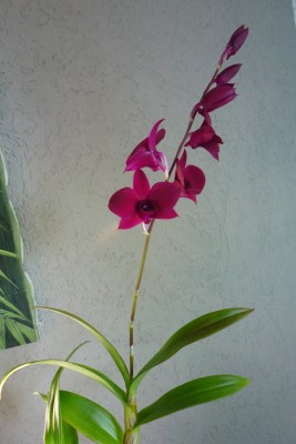 neue Orchidee.jpg