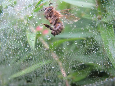 Spinnennetz mit toter Biene.JPG
