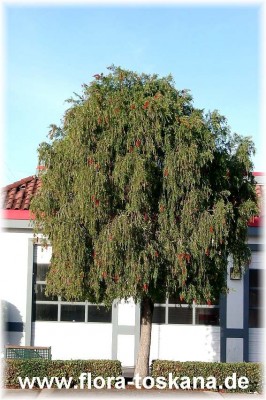 callistemon_viminalis_gross_stamm_-_digi.jpg