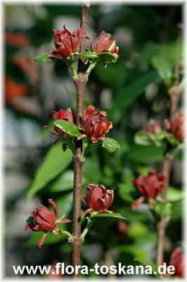 calycanthus_floridus_1_-_150407.jpg