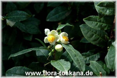 camellia_sinensis_2_-_260705.jpg