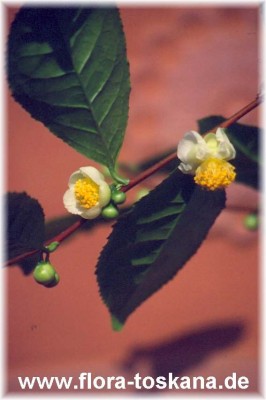 camellia_sinensis_bluete_-_dia.jpg