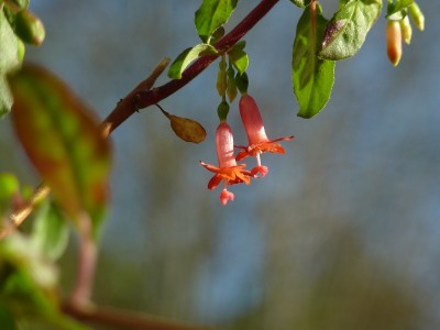 Fuchsia Ocilin 2.jpg