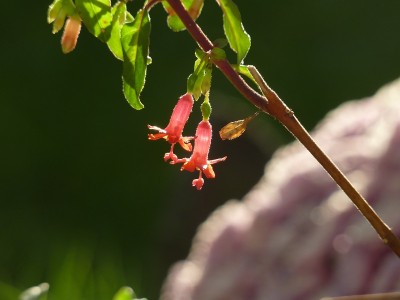 Fuchsia Obcilin1.jpg