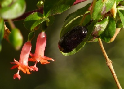 Fuchsia Obcilin Frucht.jpg