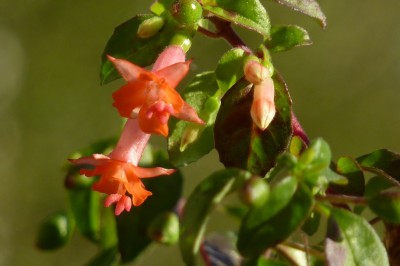 Fuchsia Obcilin 3.jpg