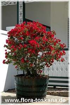 bougainvillea_spectabilis_rot_4_-_141005.jpg