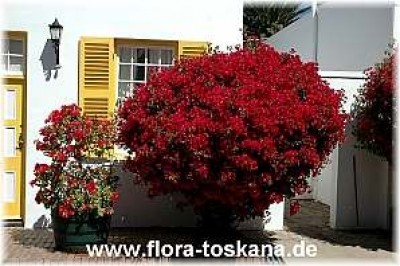 bougainvillea_spectabilis_rot_5_-_141005.jpg