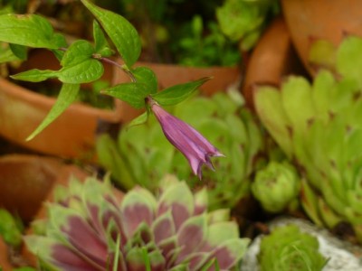 Gentiana_aclepiadea_rosea_atropurpurea1.jpg