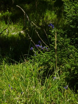 Naturstandort Gentiana asclepiadea Robert Höck.jpg