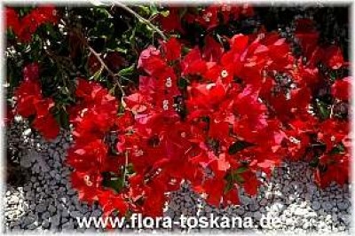 bougainvillea_spectabilils_rot_2_-_041106.jpg