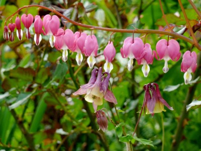 Aquilegia_oxysepala_Dicentra_spectabilis1.jpg