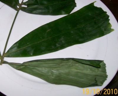 6. Unbekannte Palme, 102_0590.jpg