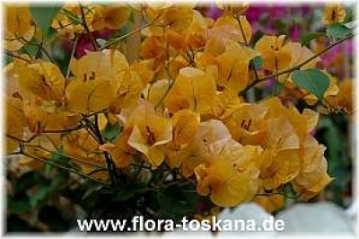 bougainvillea_gelb_1_-_290406.jpg