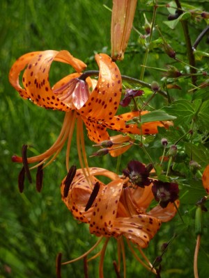 Lilium lancifolium splendens 1.jpg