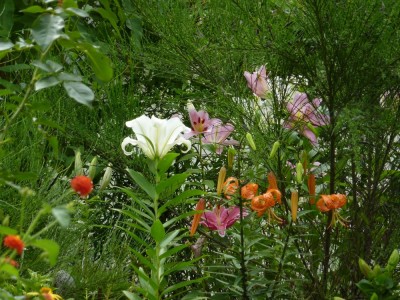 Lilium lancifolium1.jpg
