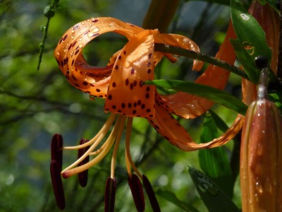 Lilium lancifolium 231.jpg