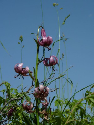 lilium martagon 234671.jpg