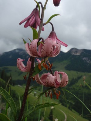 lilium martagon wild2341.jpg