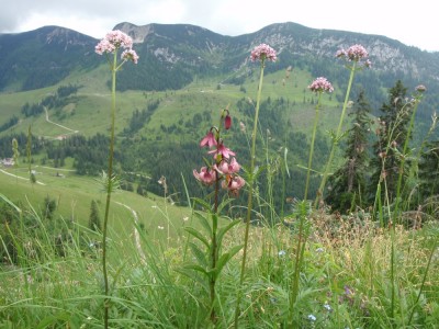 lilium martagon wild1.jpg