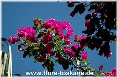 bougainvillea_rosa_3_-_311006.jpg