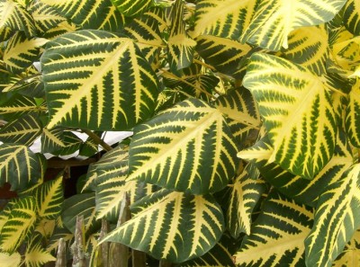 Erythrina variegata, 2010.08.24. A.jpg