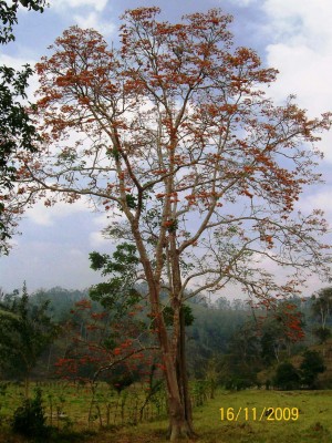 Erythrina poeppigiana, Mambla 1.jpg