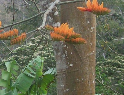 Erythrina poeppigiana 1B.jpg