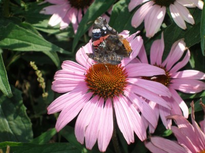 Schmetterling1.jpg