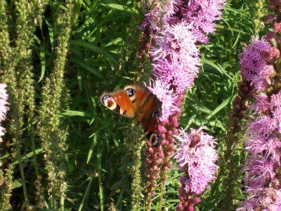 Schmetterling.jpg