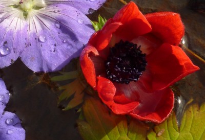 Anemone coronaria.jpg