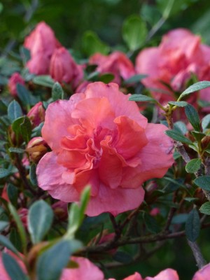 Rhododendron simsii magenta gefüllt1.jpg