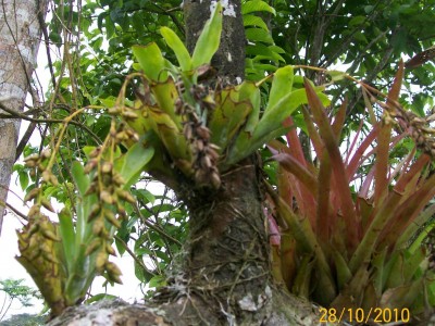 8. Unbekannte Bromeliacea, 102_0795.jpg