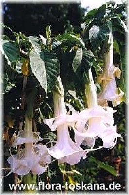 brugmansia_blueten_weiss_2_-_a.jpg