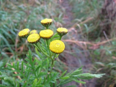 tanacetum.JPG