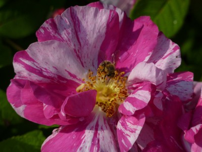 Apothekerrose_Rosa_gallica_Robert_H__ck1.jpg