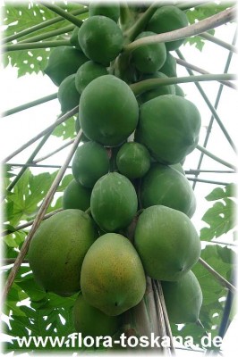 carica_papaya_2_-_digi.jpg