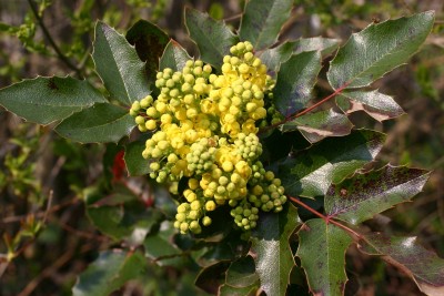 Fieses Zeug Mahonia aquifolia.jpg