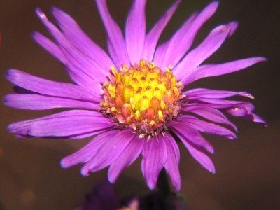 Aster-16-Nov-2010.JPG