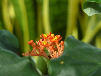 Jatropha podagrica 2.jpg